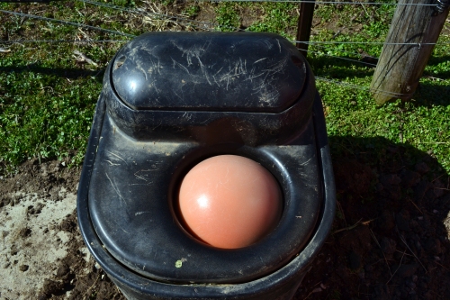 automatic waterer
