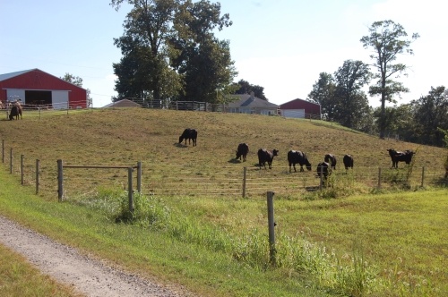 Angus cows at pasture