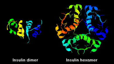 Structure of insulin